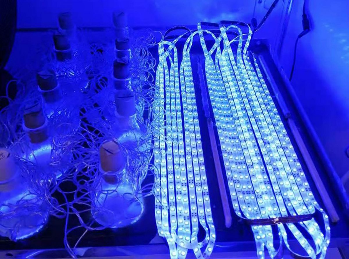 The lab-setup of the light incubator showing two different experimental blue light setups. Photo: Jingbo Li, MIT